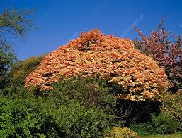 Attēlu rezultāti vaicājumam “Aesculus x neglecta”