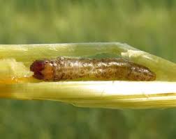 Attēlu rezultāti vaicājumam “Euura brevicornis larva”