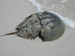 Image result for Limulus polyphemus