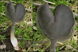 Attēlu rezultāti vaicājumam “Helvella atra”