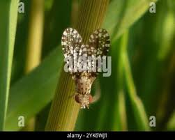 Attēlu rezultāti vaicājumam “Trypetoptera punctulata”