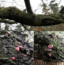 Attēlu rezultāti vaicājumam “Illosporiopsis christiansenii”