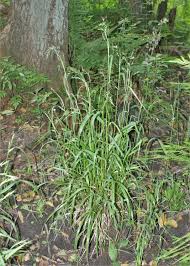 Attēlu rezultāti vaicājumam “Festuca gigantea”