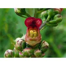 Attēlu rezultāti vaicājumam “Scrophularia nodosa”