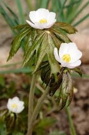 Attēlu rezultāti vaicājumam “Podophyllum hexandrum fruit”