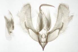 Attēlu rezultāti vaicājumam “Pseudeustrotia candidula”