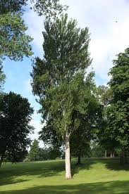 Attēlu rezultāti vaicājumam “Populus nigra”