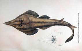 Image result for Acroteriobatus blochii