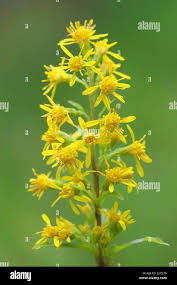 Image result for Solidago virgaurea