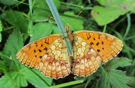 Attēlu rezultāti vaicājumam “Brenthis ino upperside”