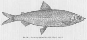 Image result for Coregonus oxyrinchus
