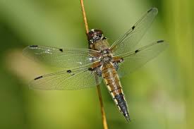 Attēlu rezultāti vaicājumam “Libellula quadrimaculata imago”