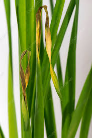 Attēlu rezultāti vaicājumam “Narcissus leaf”