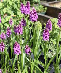 Attēlu rezultāti vaicājumam “Dactylorhiza ochroleuca leaf”