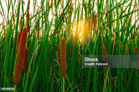 Attēlu rezultāti vaicājumam “Typha angustifolia”