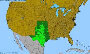 Image result for Gaillardia amblyodon