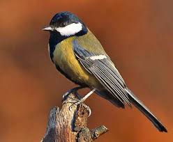 Attēlu rezultāti vaicājumam “Parus major”