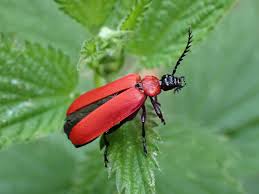 Attēlu rezultāti vaicājumam “Pyrochroa coccinea”