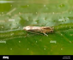 Attēlu rezultāti vaicājumam “Gracillaria syringella imago”