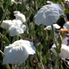 Image result for Lychnis coronaria alba
