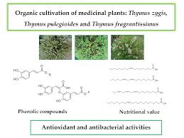 Attēlu rezultāti vaicājumam “Thymus pulegioides fruit”