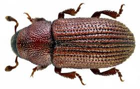 Attēlu rezultāti vaicājumam “Scolytidae”