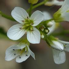Attēlu rezultāti vaicājumam “Cardamine amara flower”