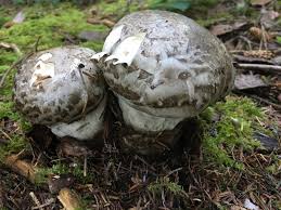 Attēlu rezultāti vaicājumam “Comatricha fragilis stalked”