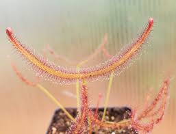 Attēlu rezultāti vaicājumam “Drosera x obovata leaf”