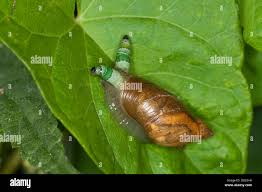 Attēlu rezultāti vaicājumam “Leucochloridium paradoxum larva”