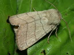 Attēlu rezultāti vaicājumam “Charanyca trigrammica”