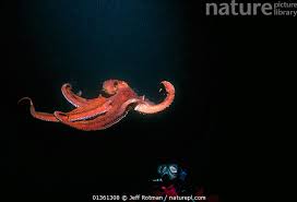Image result for Enteroctopus dofleini