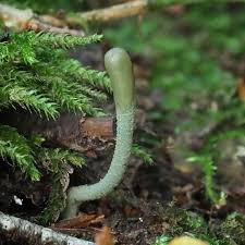 Attēlu rezultāti vaicājumam “Lycogala epidendrum s.str. sessile”