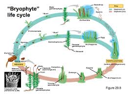 Attēlu rezultāti vaicājumam “Physcomitrium pyriforme sporophyte”
