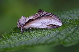 Attēlu rezultāti vaicājumam “Pheosia gnoma male”