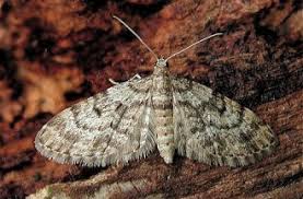 Attēlu rezultāti vaicājumam “Eupithecia tantillaria”