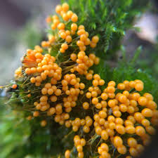 Attēlu rezultāti vaicājumam “Badhamia utricularis”