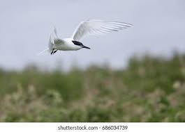 Attēlu rezultāti vaicājumam “Sterna sandvicensis”