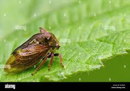 Attēlu rezultāti vaicājumam “Centrotus cornutus”