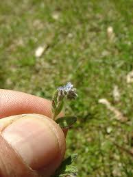Attēlu rezultāti vaicājumam “Myosotis stricta”