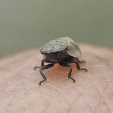 Attēlu rezultāti vaicājumam “Lepyronia coleoptrata”