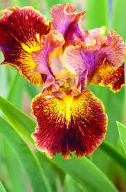 Attēlu rezultāti vaicājumam “Iris sibirica flower”