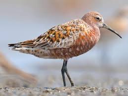 Attēlu rezultāti vaicājumam “Calidris”