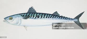 Image result for Scomber scombrus