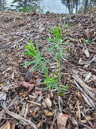 Attēlu rezultāti vaicājumam “Symphytocarpus trechisporus young”