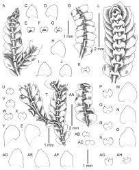 Attēlu rezultāti vaicājumam “Calypogeia”