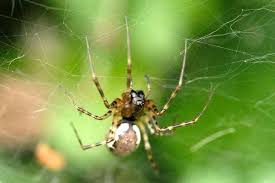 Attēlu rezultāti vaicājumam “Neriene montana”