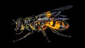 Attēlu rezultāti vaicājumam “Syrphidae”