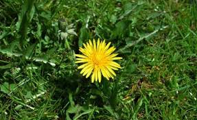 Attēlu rezultāti vaicājumam “Taraxacum officinale aggr. leaf”