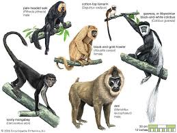 Attēlu rezultāti vaicājumam “Primates”